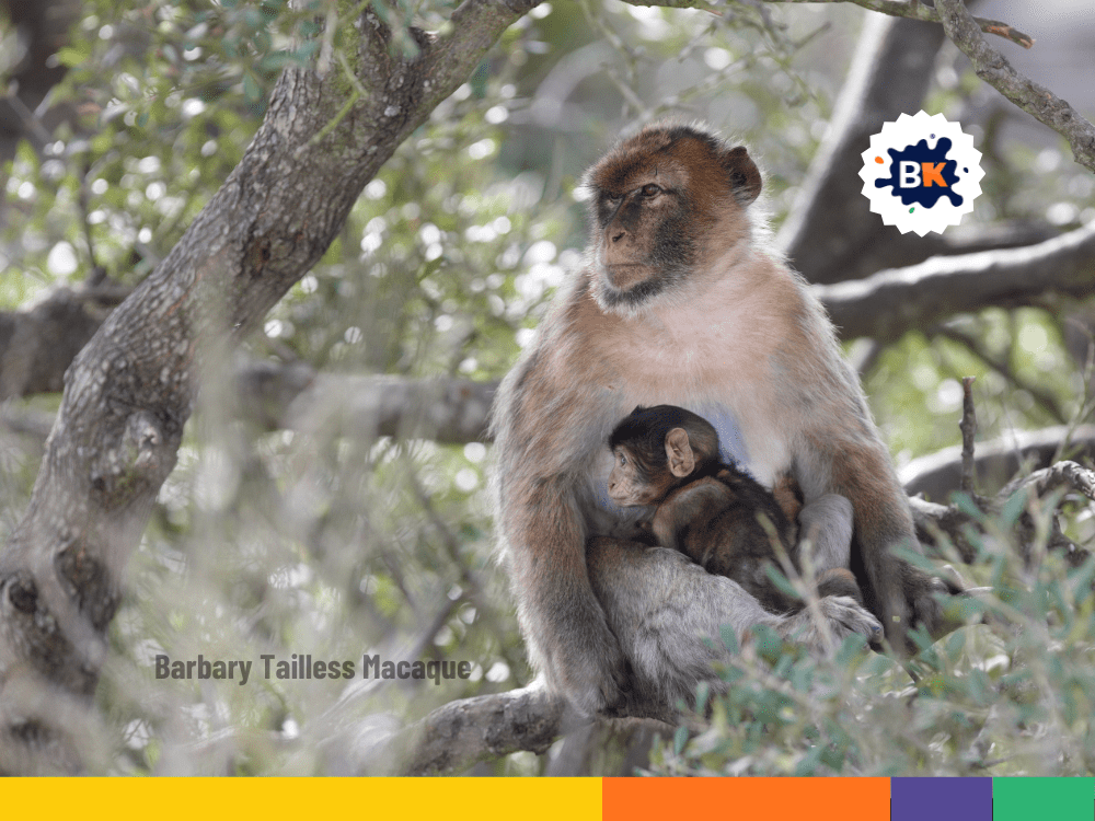 Gibraltar Has The Only Wild Monkey Population Gibraltar Has The Only Wild Monkey Population