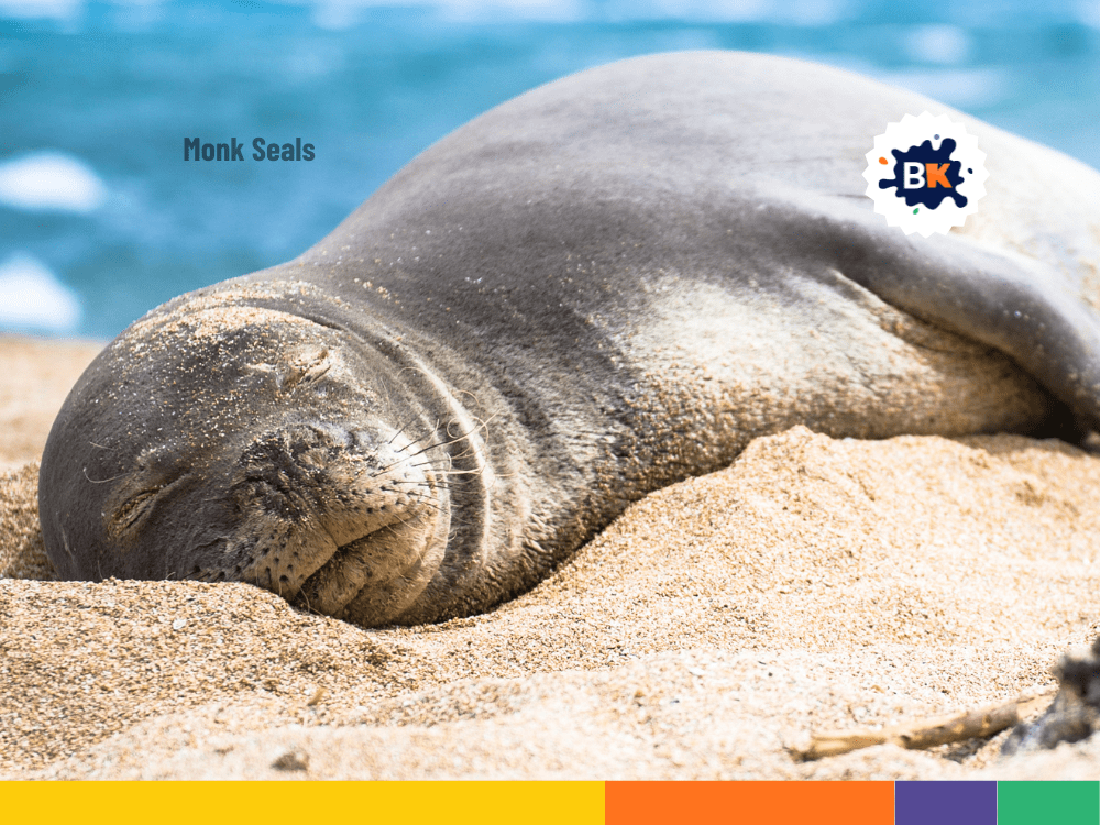 Hawaii 's rare monk seals Hawaii 's rare monk seals