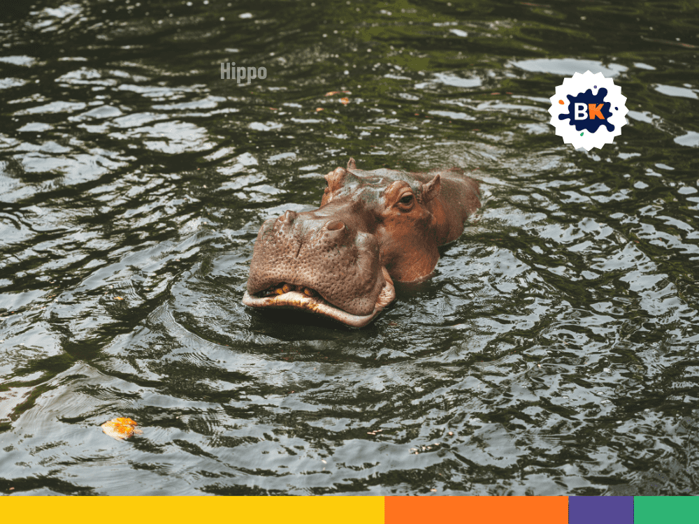 Hippos At The Zoo Of Budapest