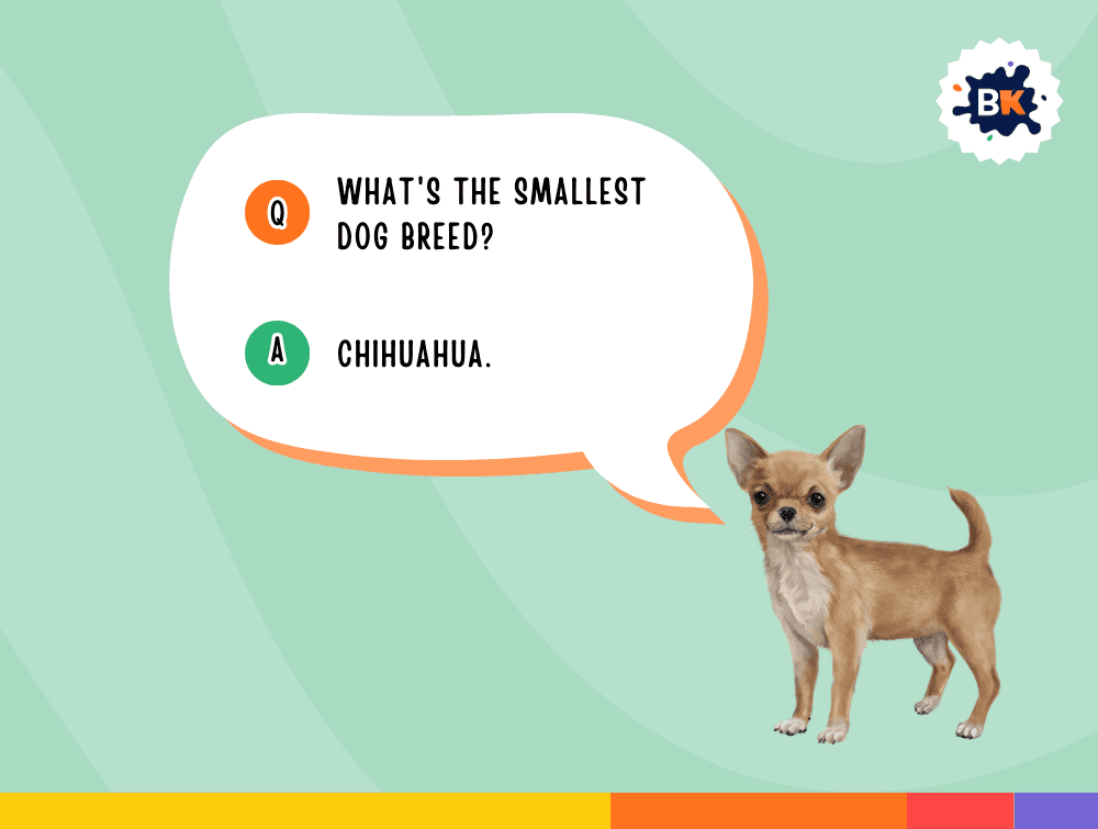 Informative Dog Trivia Questions For Kids
