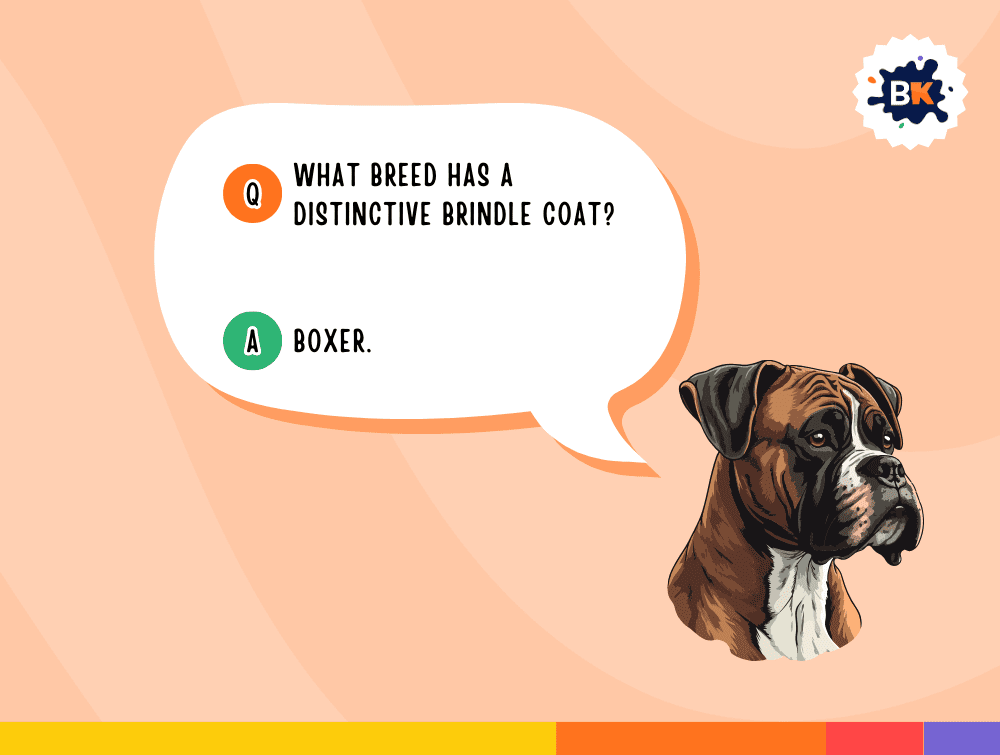 Intelligent Dog Trivia Questions For Kids