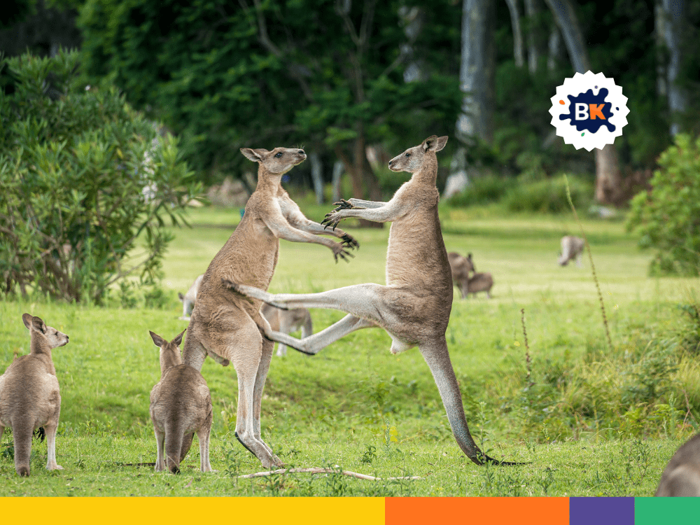 Kangaroos Defend Themselves Kangaroos Defend Themselves