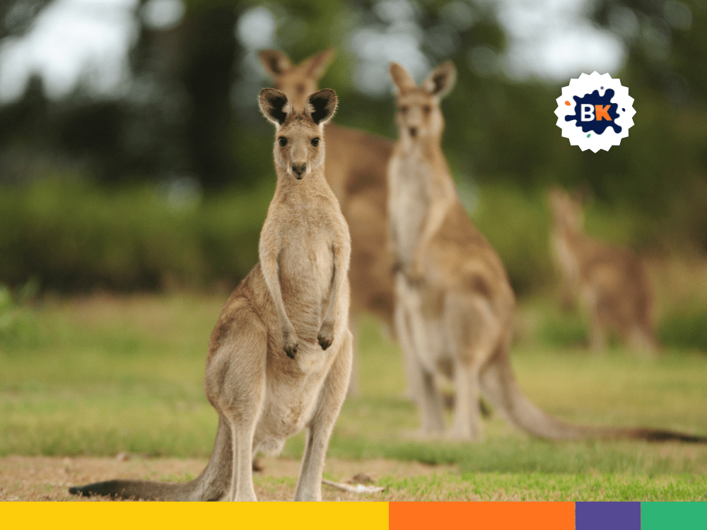 Kangaroos Grow 2 Meters Tall Kangaroos Grow 2 Meters Tall