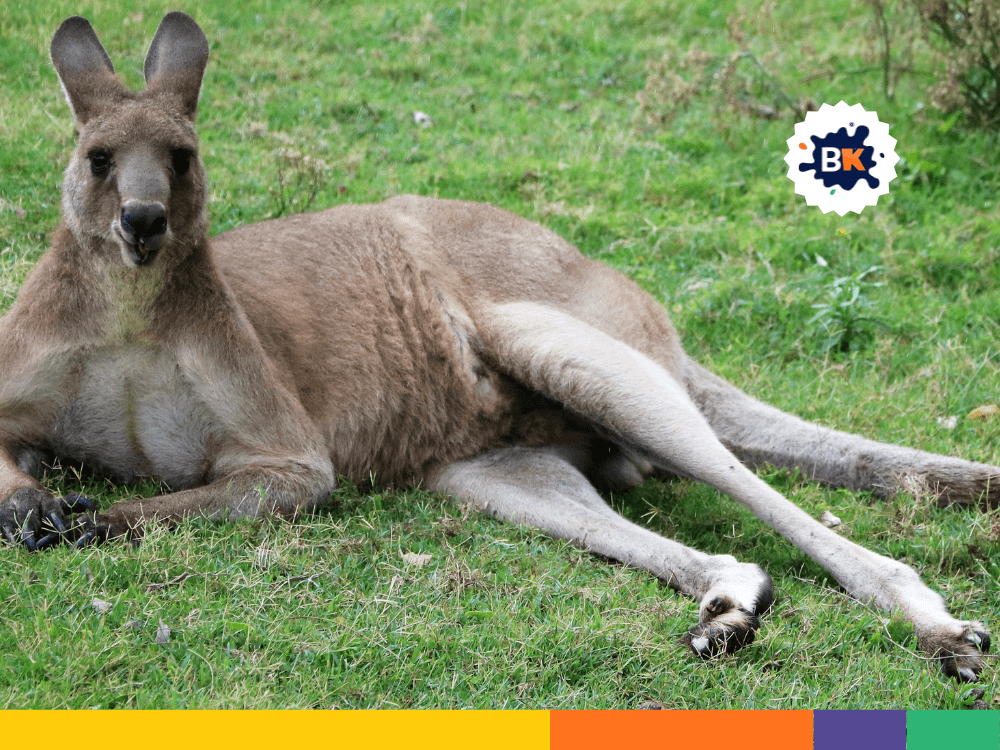 Kangaroos In Australia Kangaroos In Australia