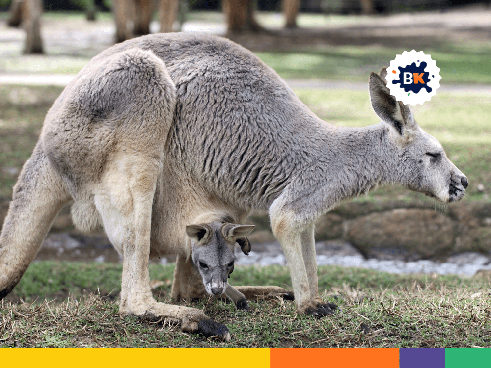 Kangaroo's Gestation Period Kangaroo's Gestation Period