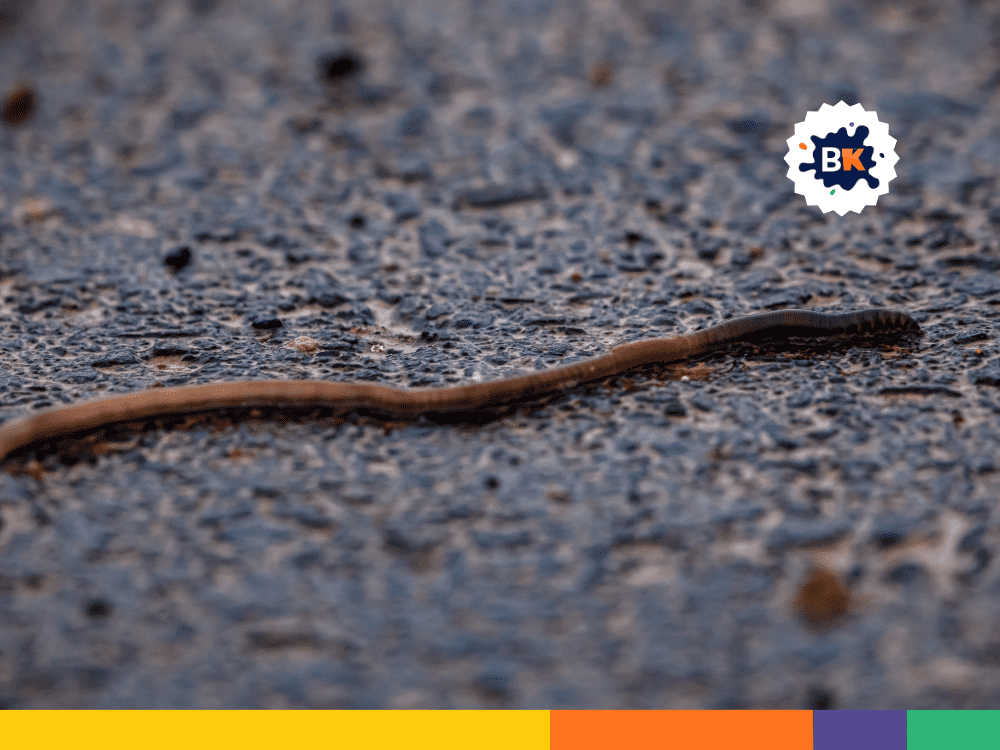 Length Of Earthworm Length Of Earthworm