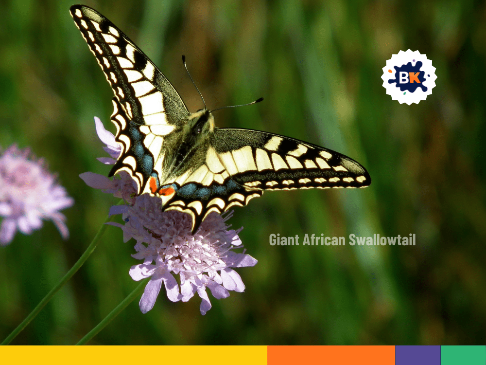 Liberia’s Beautiful Forests and Butterflies Liberia’s Beautiful Forests and Butterflies