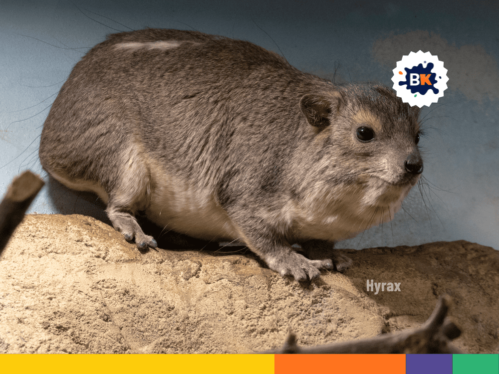 Liberia’s Hyrax Liberia’s Hyrax