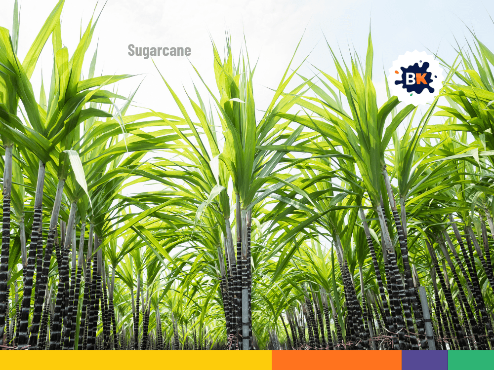 Louisiana's Sugarcane Louisiana's Sugarcane