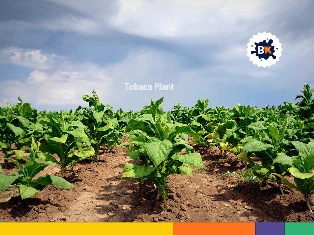 Malawi Exports Tobacco Malawi Exports Tobacco