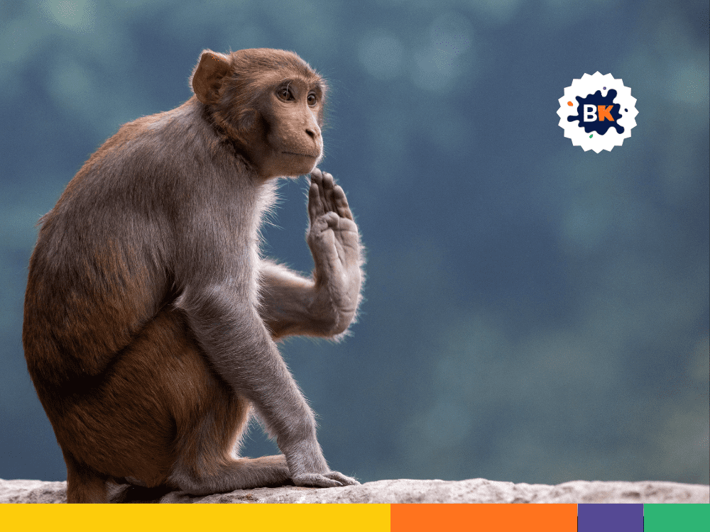 Monkeys Are Intelligent Animals Monkeys Are Intelligent Animals