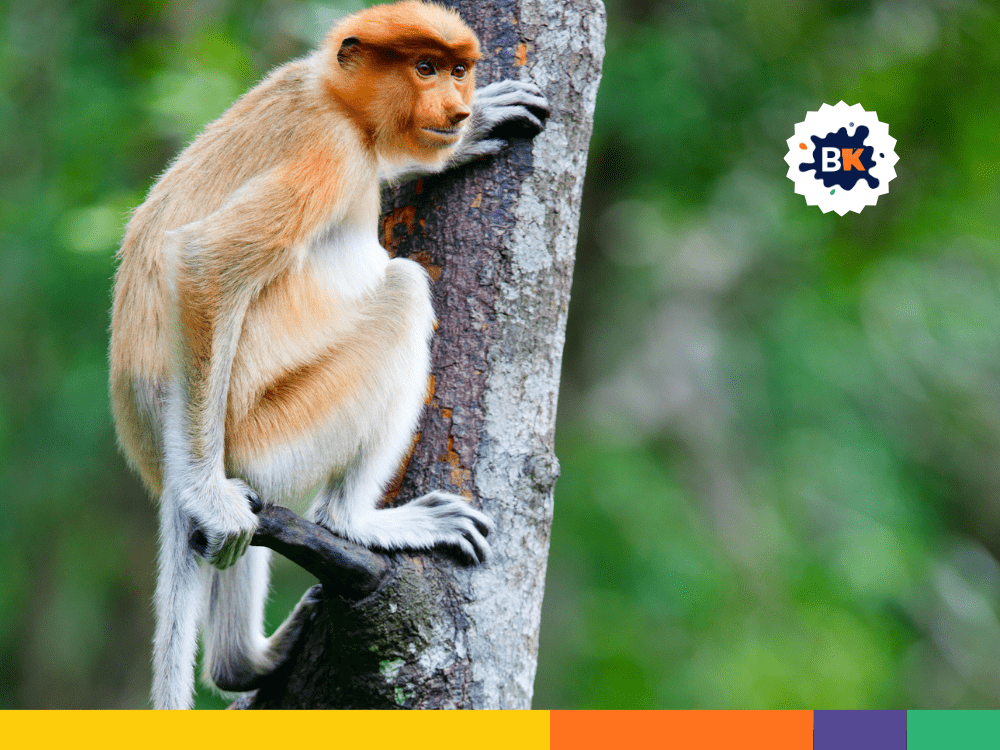 Monkeys Are Skilled Climbers Monkeys Are Skilled Climbers