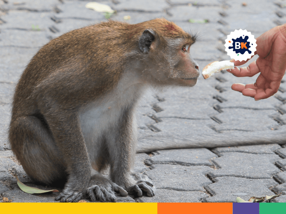 Monkey's Sense Of Smell Monkey's Sense Of Smell
