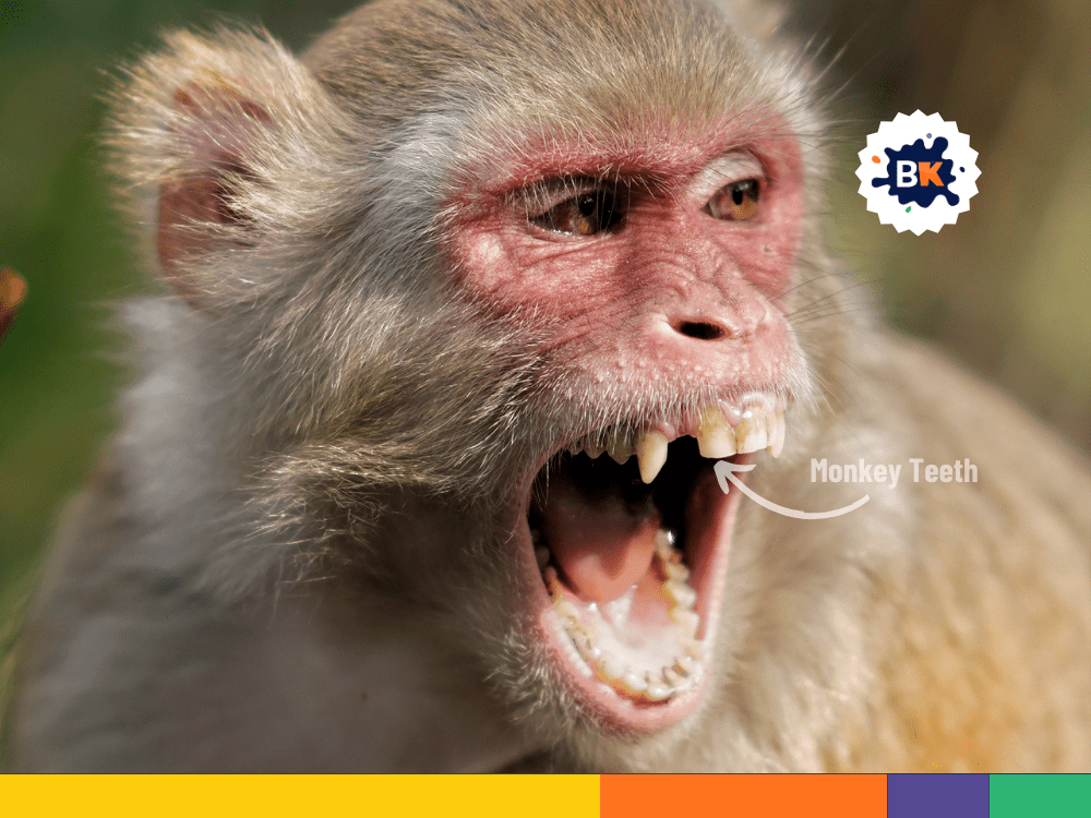 Monkey's Teeth Monkey's Teeth