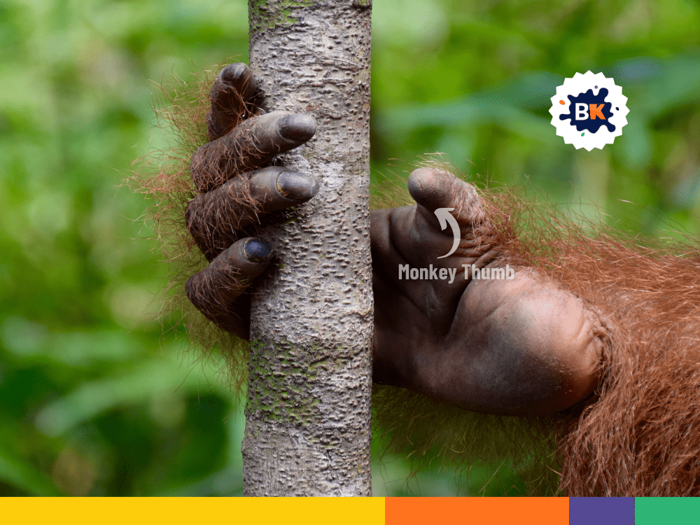 Monkey's Thumbs Monkey's Thumbs