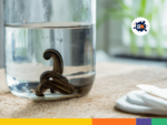 18 Leeches Facts: Discover the Truth About These Bloodsuckers
