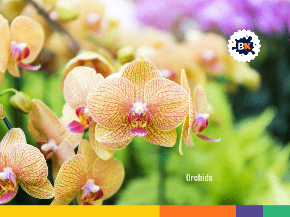 New York's Orchids New York's Orchids