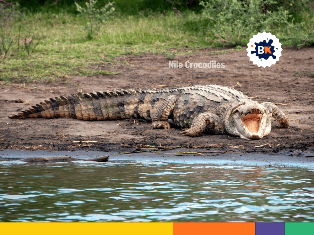 Nile Crocodiles In Malawi Nile Crocodiles In Malawi