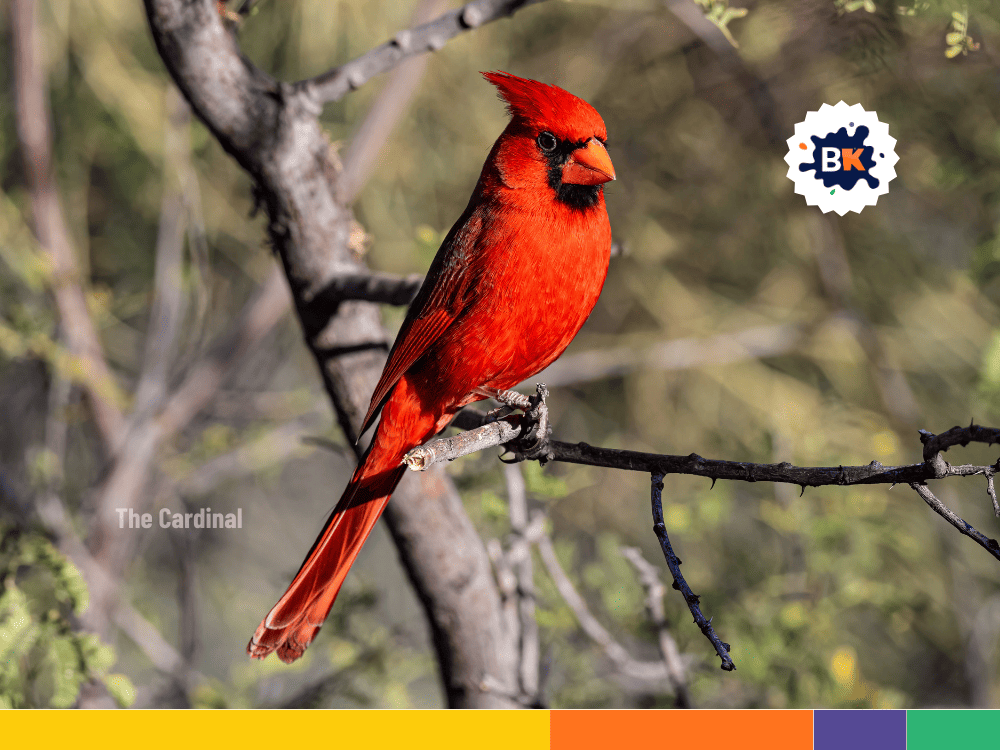 Ohio’s state bird Ohio’s state bird