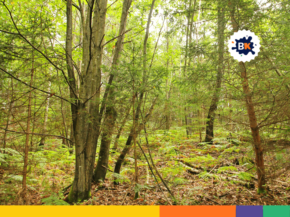 Over 61% of Slovenia is covered by forests Over 61% of Slovenia is covered by forests