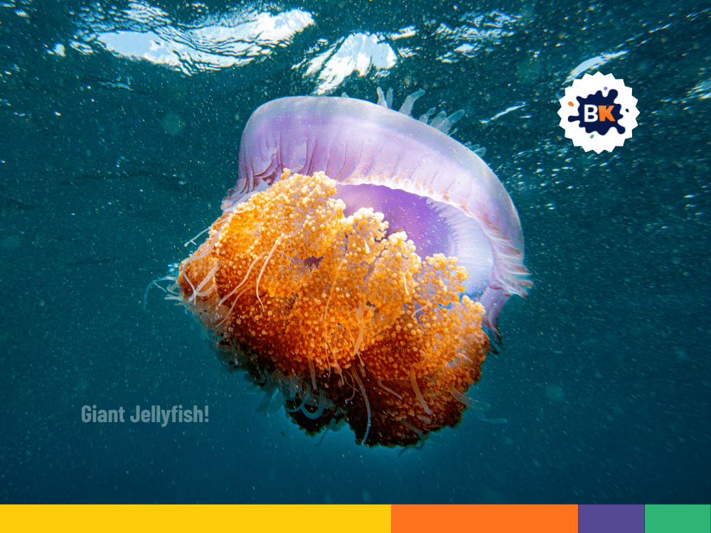 Plymouth's Giant Jellyfish Plymouth's Giant Jellyfish