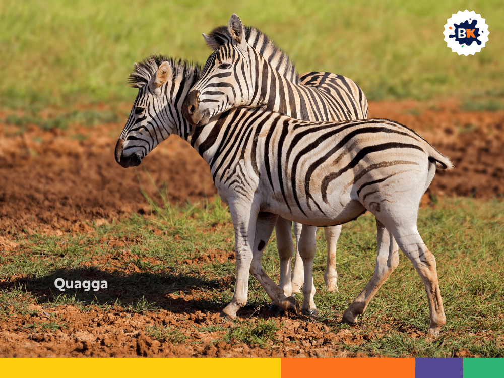 Quagga Quagga