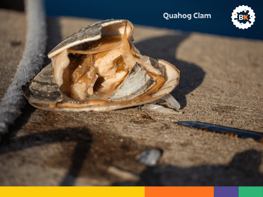 Quahog Clam Quahog Clam