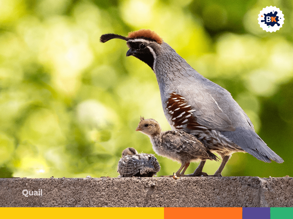 Quail Quail
