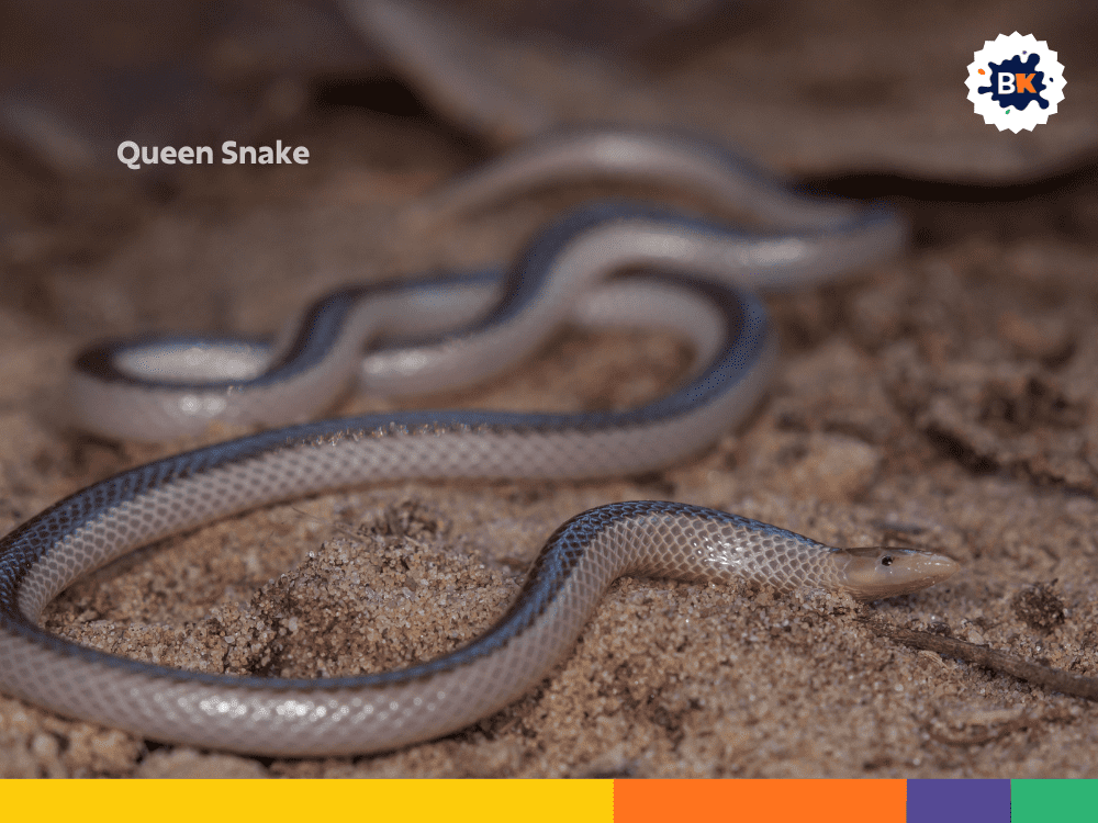 Queen Snake Queen Snake
