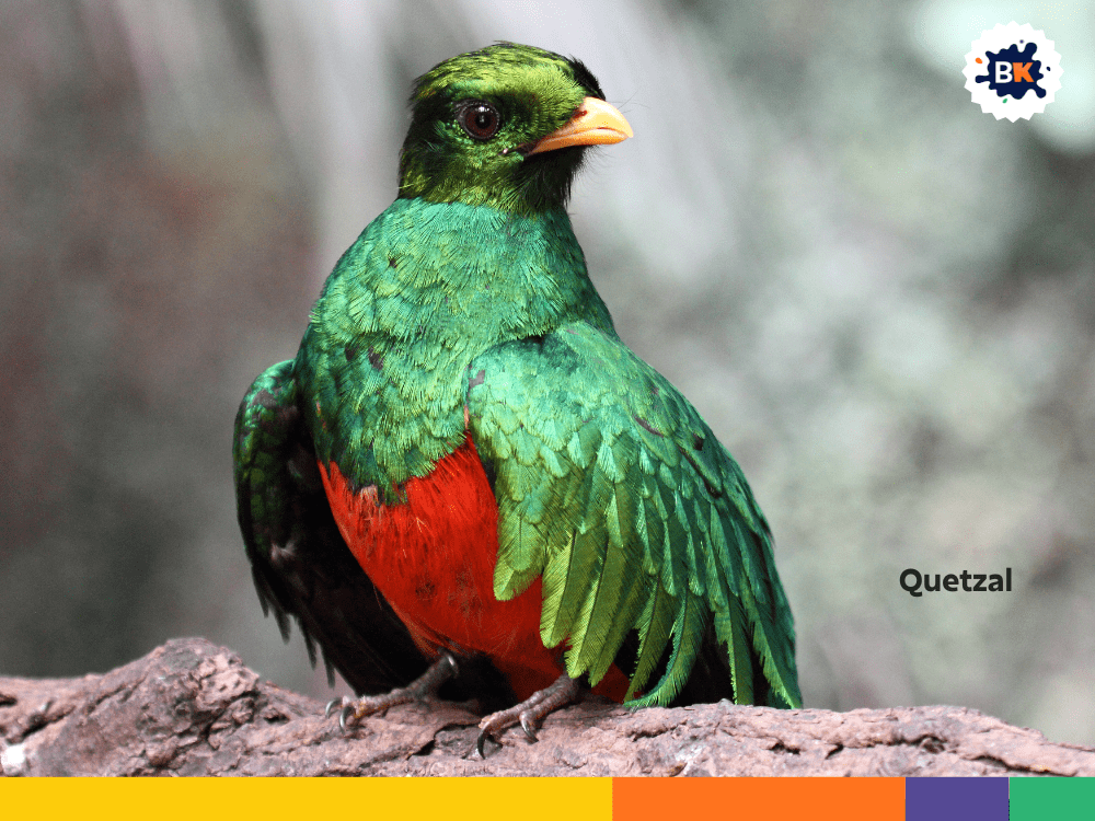 Quetzal Quetzal