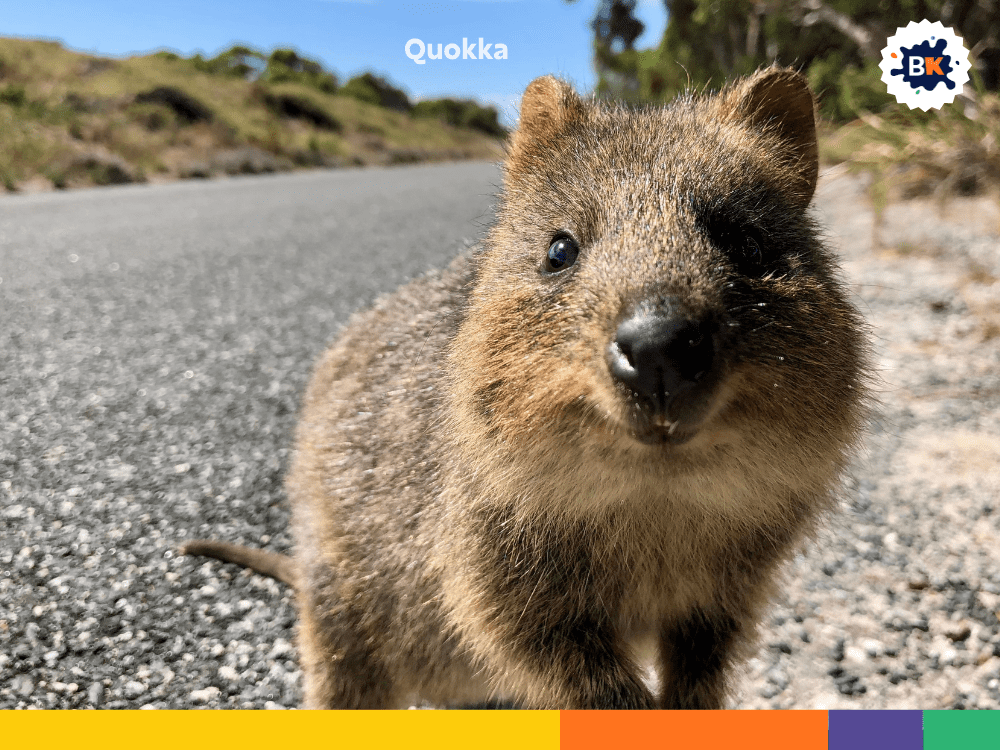 Quokka Quokka
