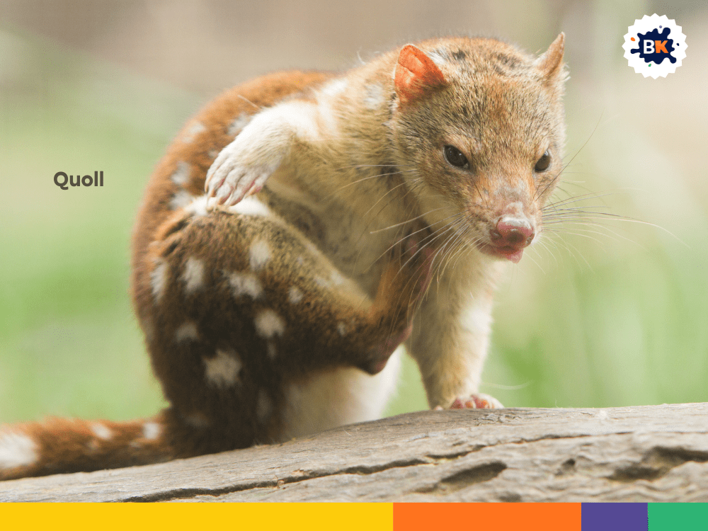 Quoll Quoll