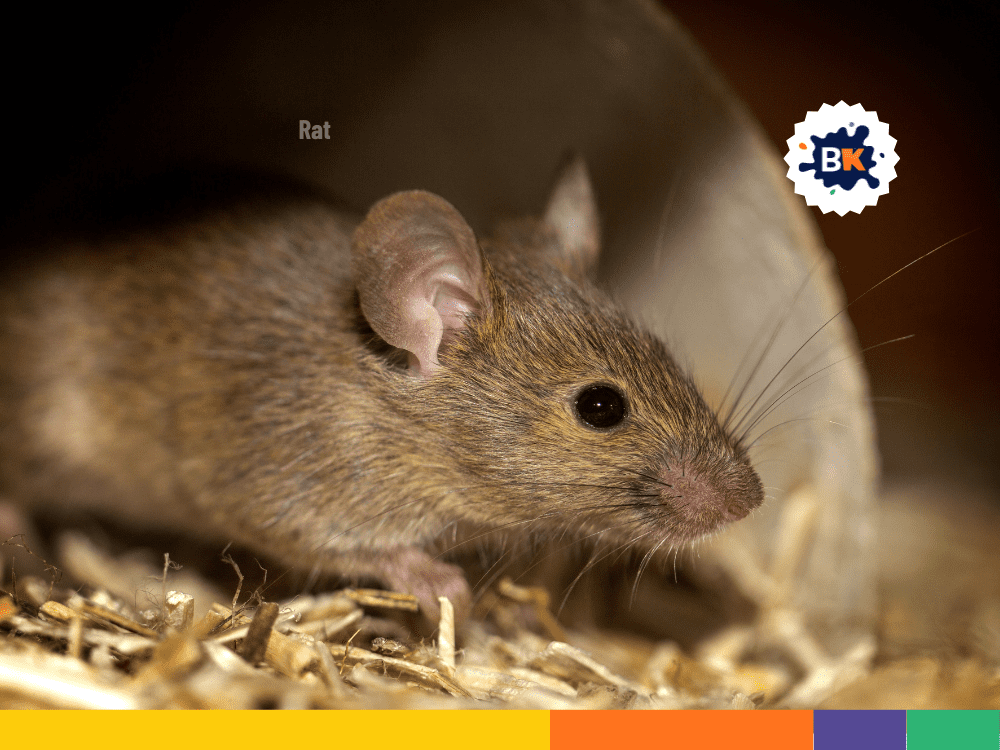 Rats has a long tail in Isle Of Man Rats has a long tail in Isle Of Man