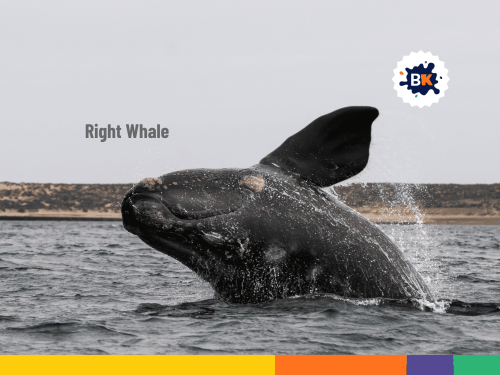 Right whale in Massachusetts Right whale in Massachusetts