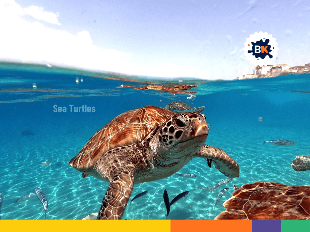 Role Of Sea Turtles In American Samoa Role Of Sea Turtles In American Samoa