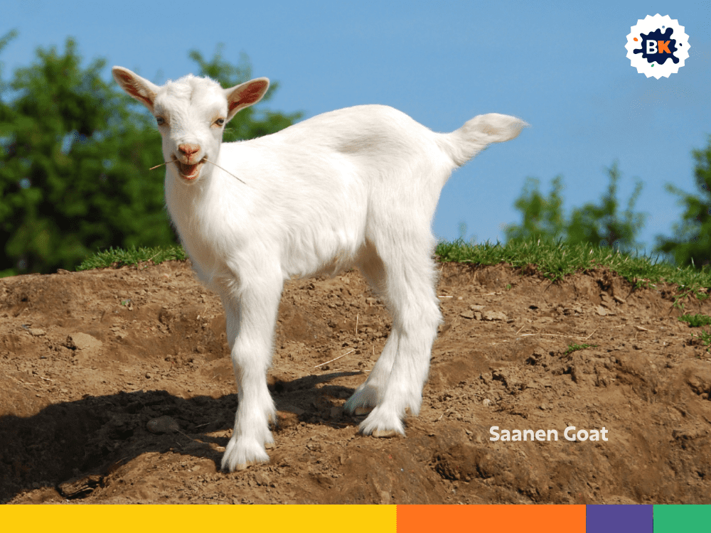 Saanen Goat Saanen Goat