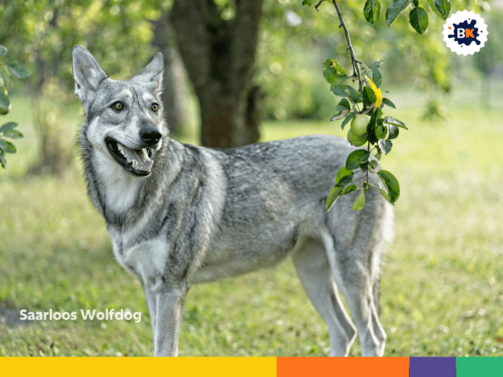Saarloos Wolfdog Saarloos Wolfdog