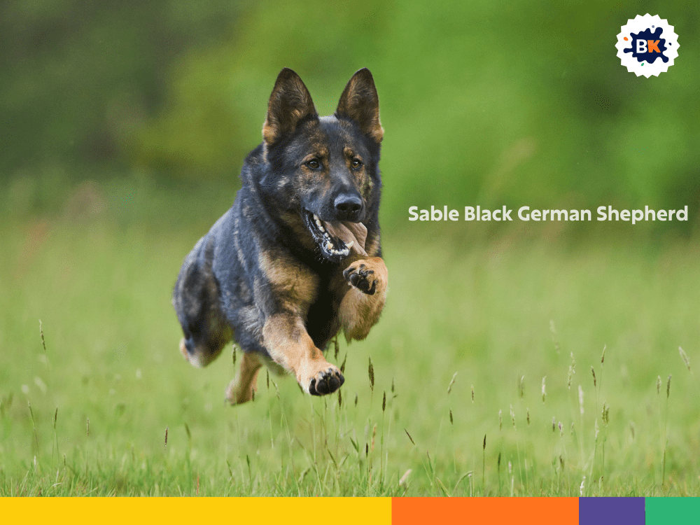 Sable Black German Shepherd Sable Black German Shepherd
