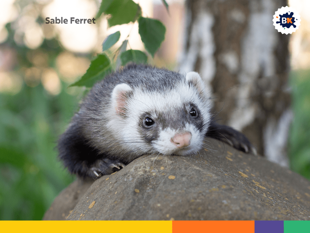 Sable Ferret Sable Ferret