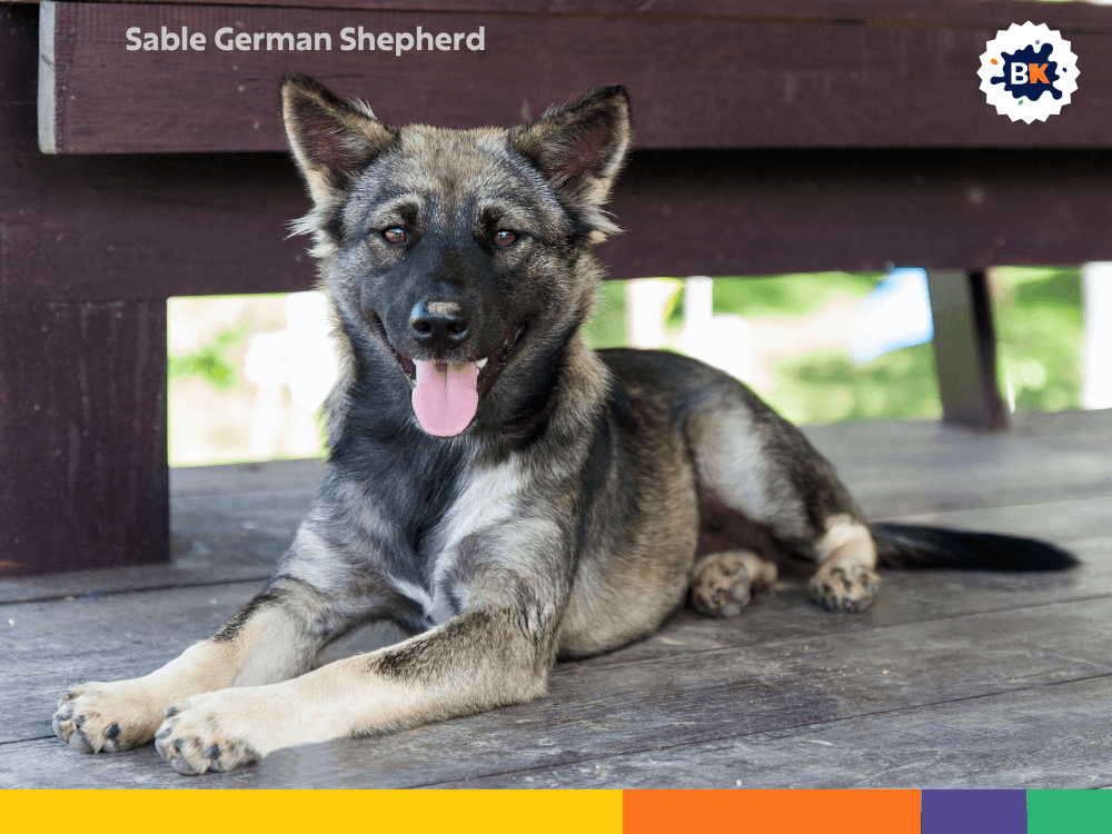 Sable German Shepherd Sable German Shepherd