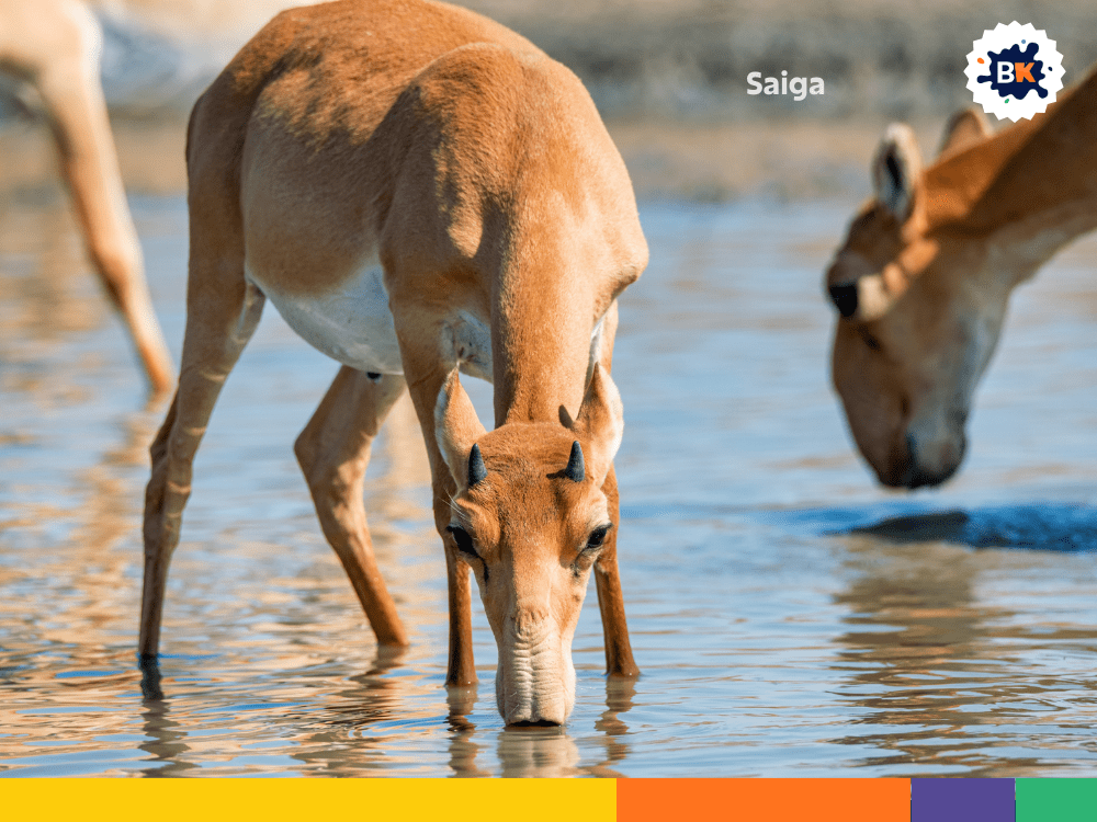 Saiga Saiga