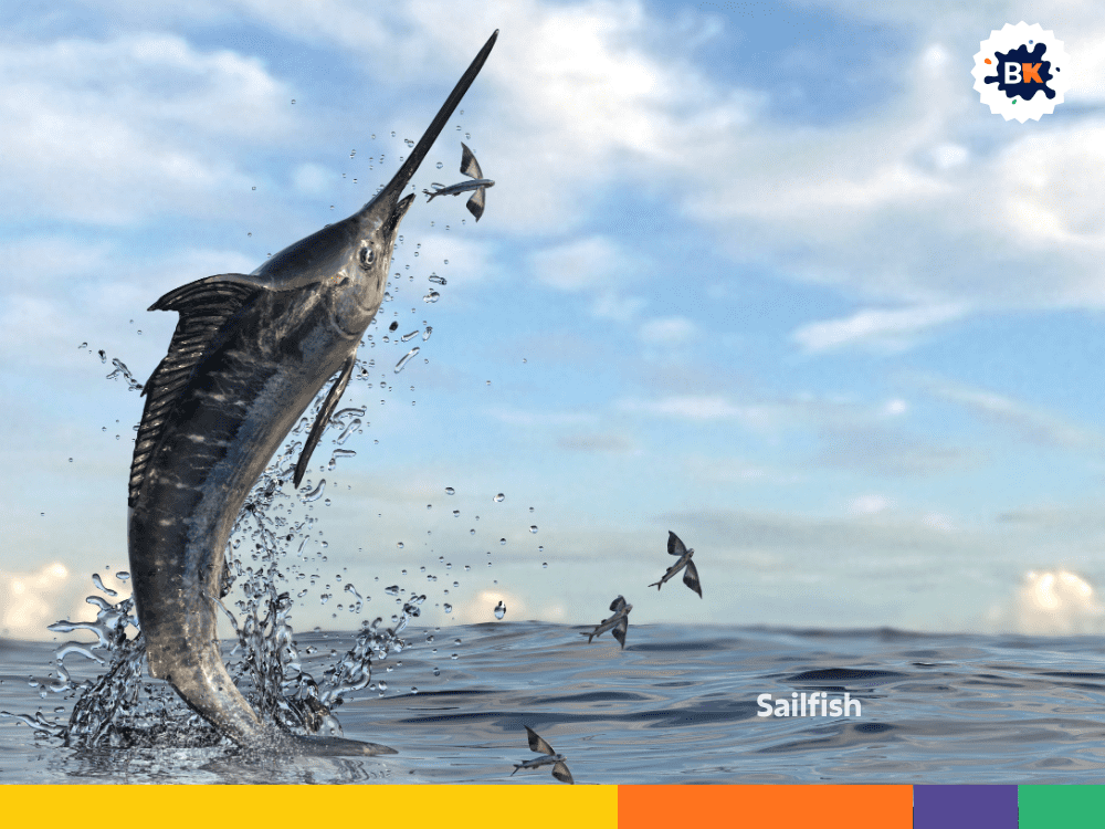 Sailfish Sailfish