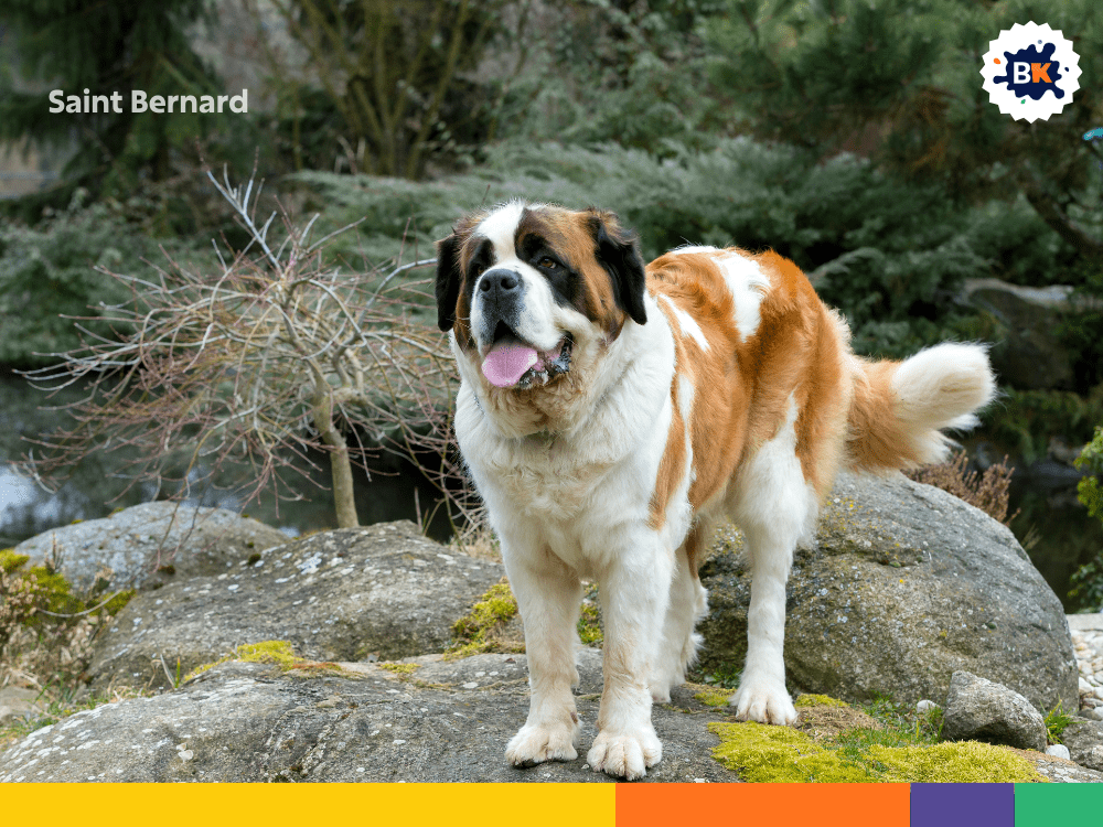 Saint Bernard Saint Bernard