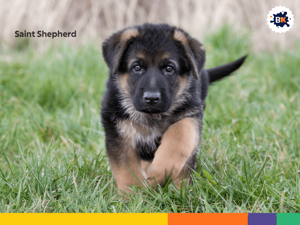 Saint Shepherd Saint Shepherd