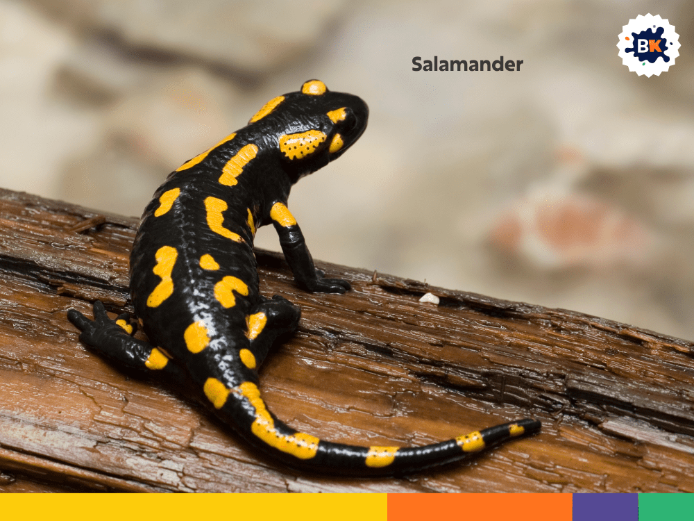 Salamander Salamander