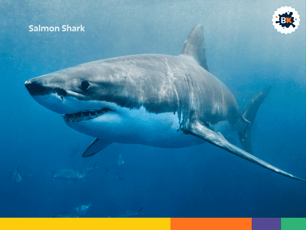 Salmon Shark Salmon Shark