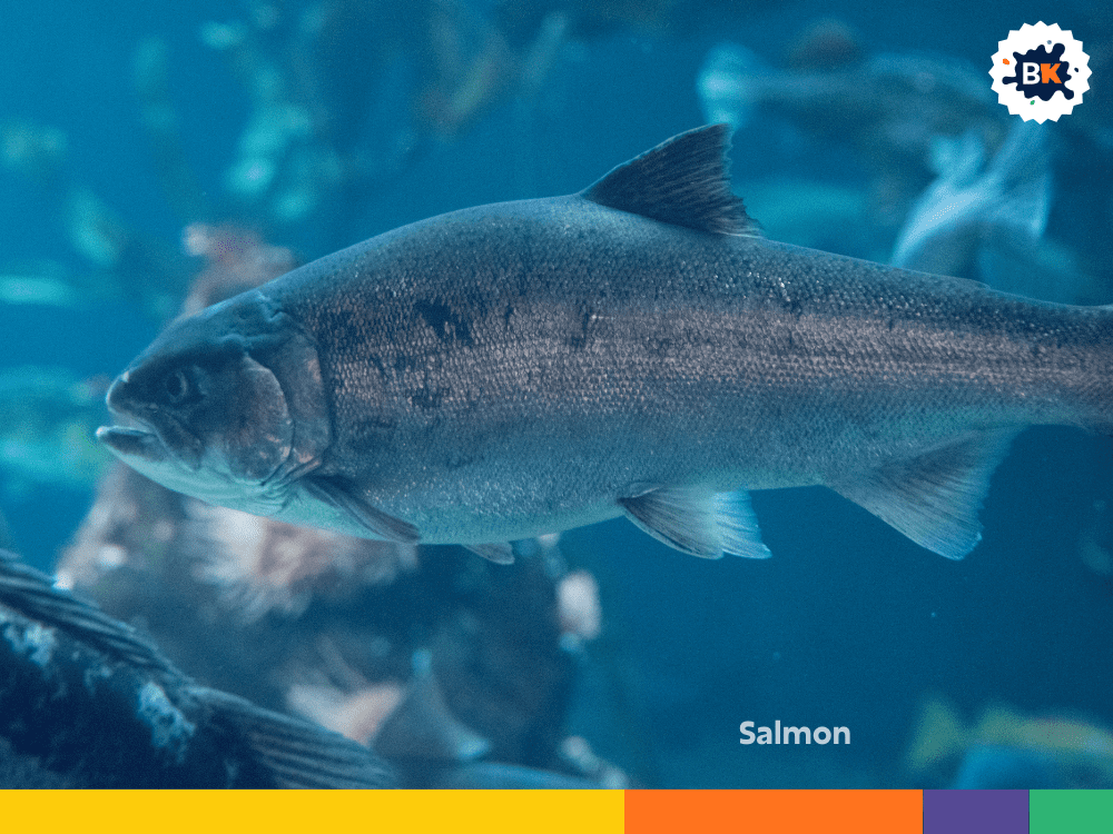 Salmon Salmon