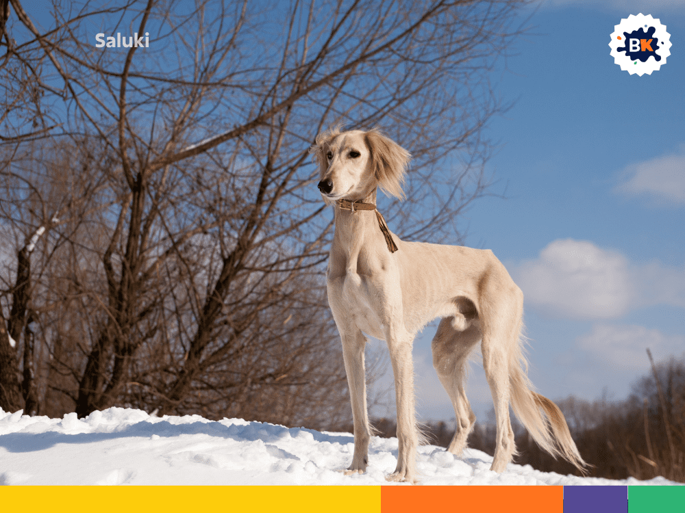 Saluki Saluki