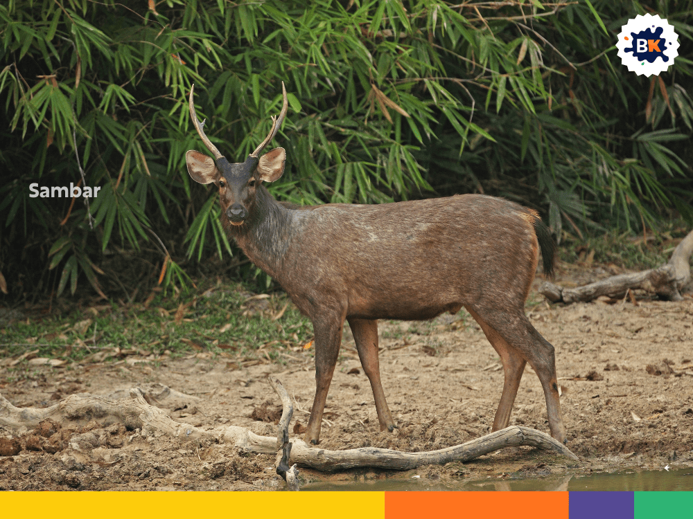 Sambar Sambar