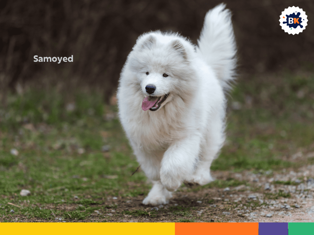 Samoyed Samoyed